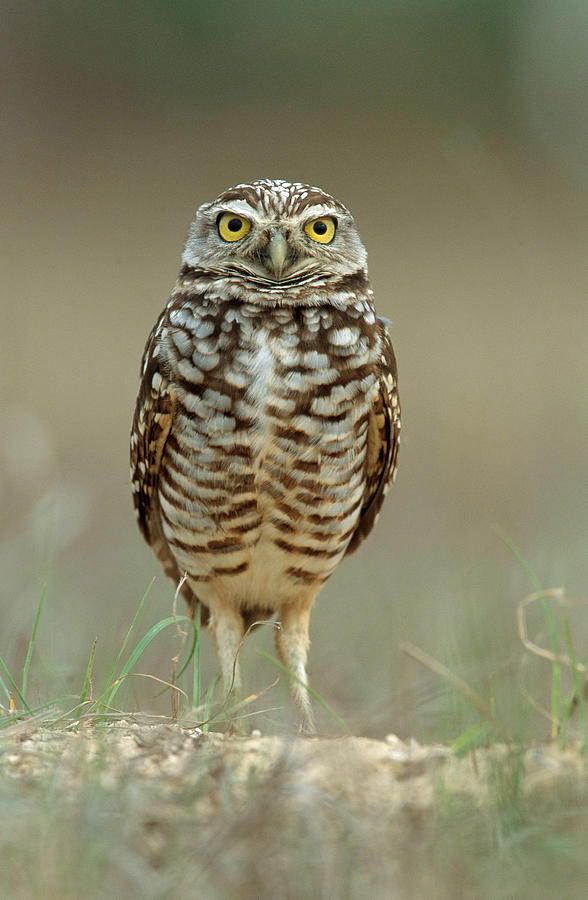 Burrowing Owl Photograph by Craig K. Lorenz