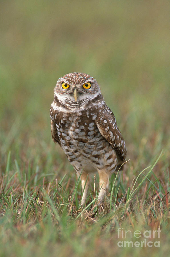 Burrowing Owl Photograph by David Davis