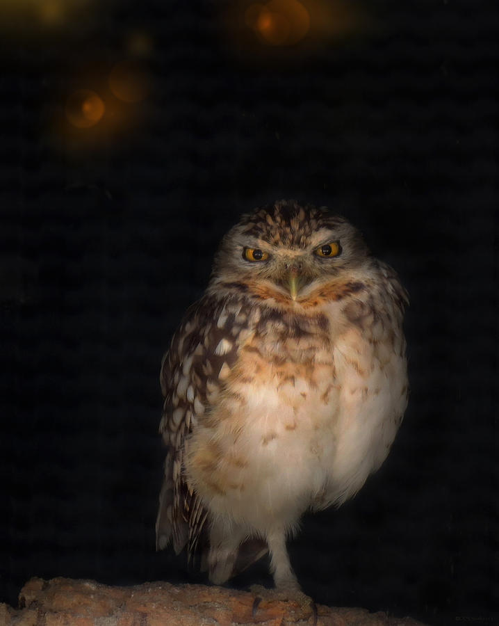 Burrowing Owl Photograph by Deborah Smith