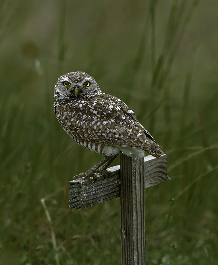 Burrowing Owl Photograph by Donald Brown