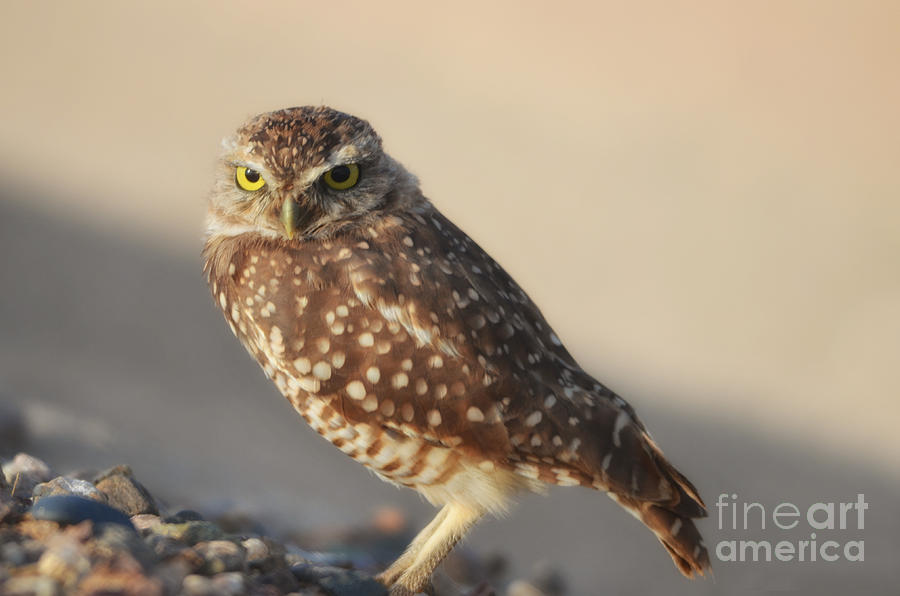 Burrowing Owl  Photograph by Donna Greene