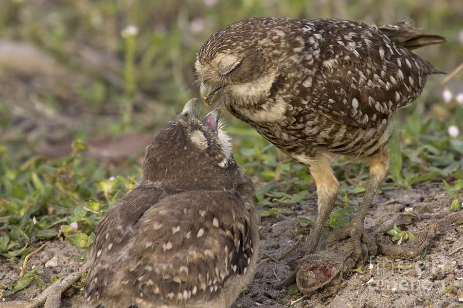 Burrowing Owl Feeding its Chick Photo Photograph by Meg Rousher