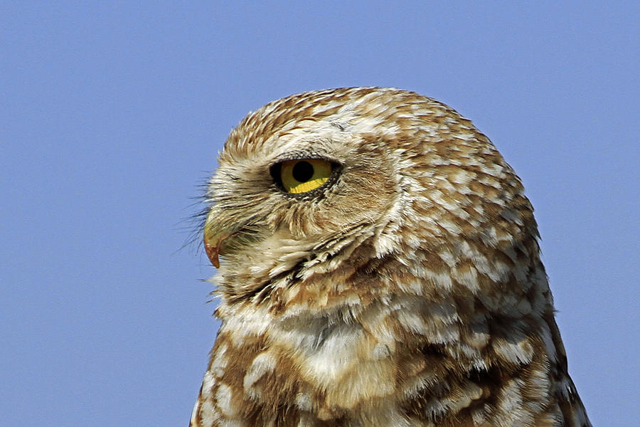 Burrowing Owl Head Shot Photograph by Peri Ann Taylor | Fine Art America