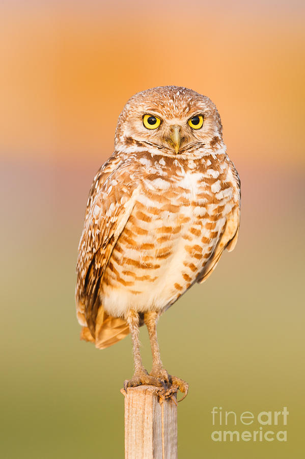 Burrowing Owl II Photograph by Clarence Holmes