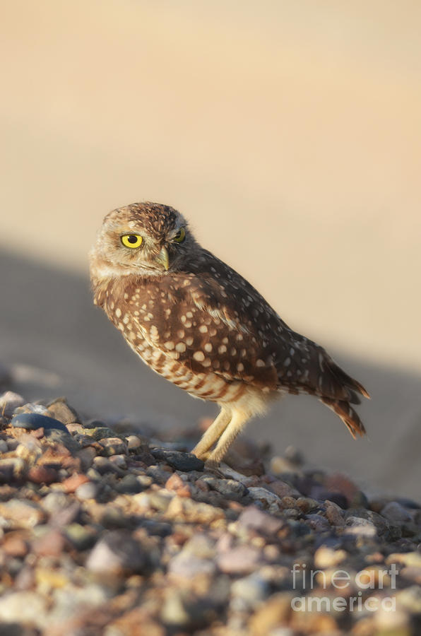 Burrowing Owl II Photograph by Donna Greene