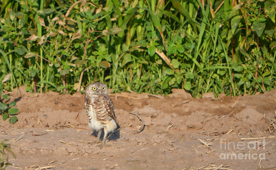 Burrowing Owl III Photograph by Donna Greene