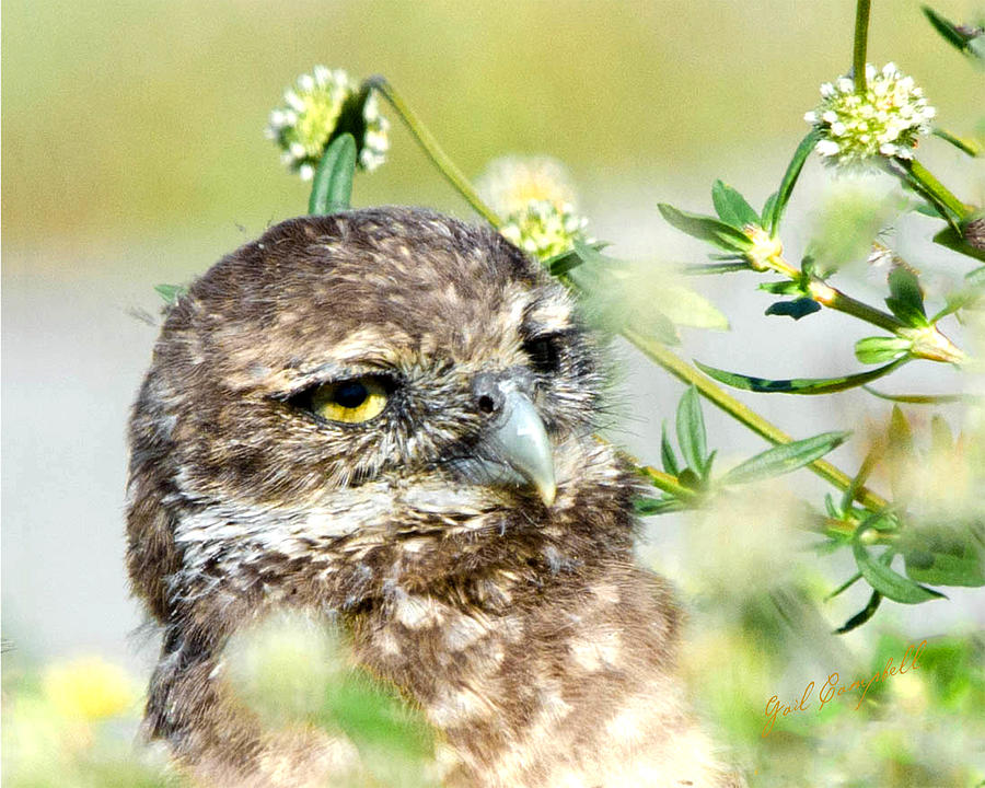 Burrowing Owl in a field of flowers Digital Art by Gail Campbell - Fine ...