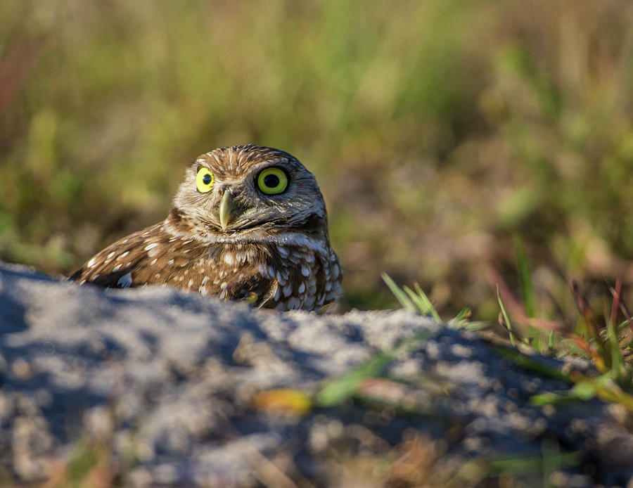 Burrowing Owl In Nest, Cape Coral Photograph By Matt Stirn - Fine Art ...