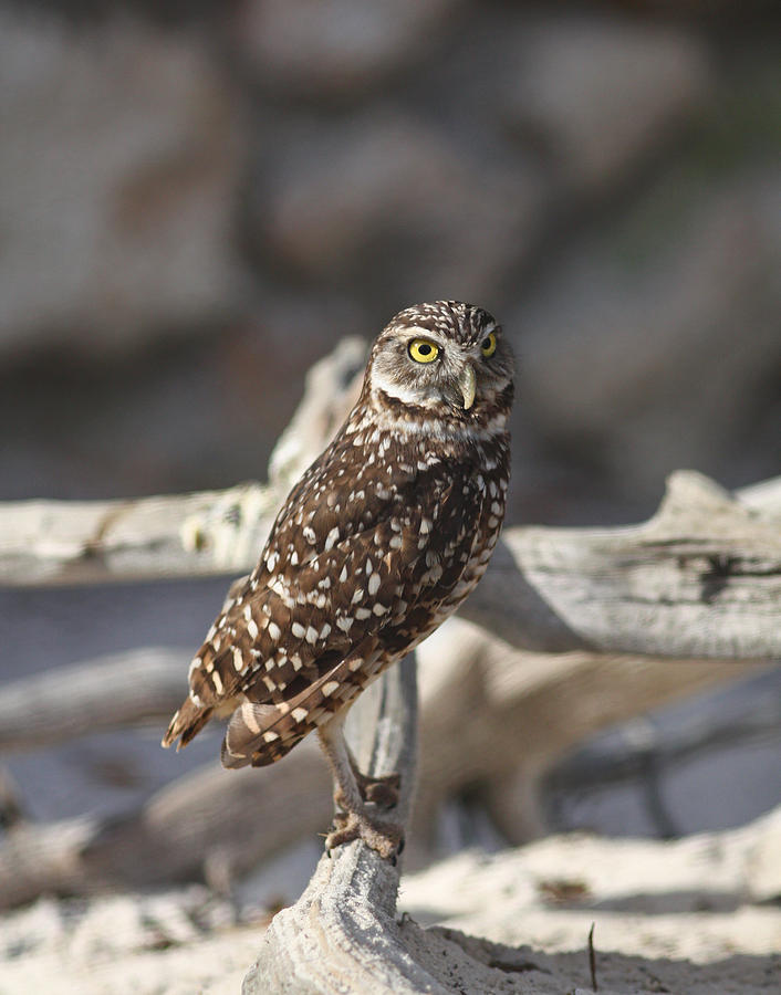 Burrowing Owl Photograph by Jean Clark