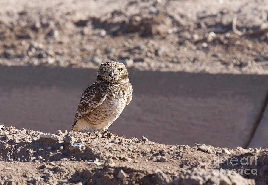 Burrowing Owl Photograph by Jim West