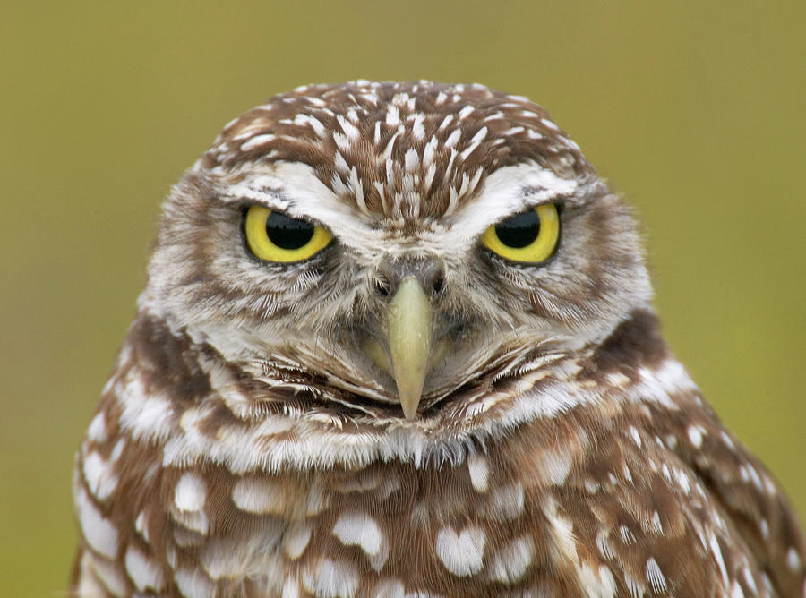 Burrowing Owl, Kaninchenkauz Photograph by Fritz Polking - Vwpics - Pixels