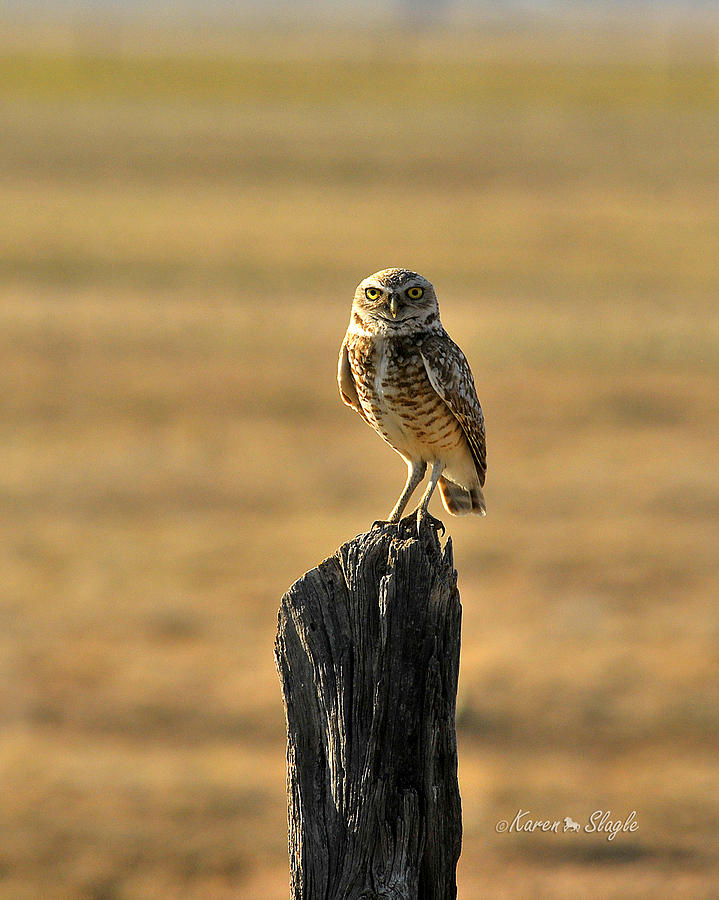 Burrowing Owl Photograph by Karen Slagle