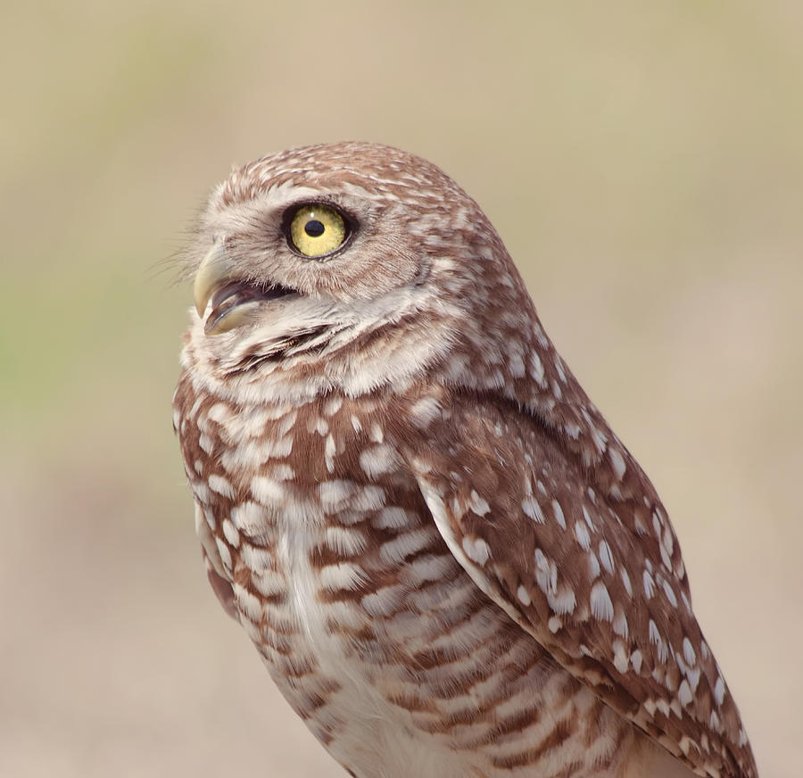 Wildlife Photograph - Burrowing Owl by Kim Hojnacki