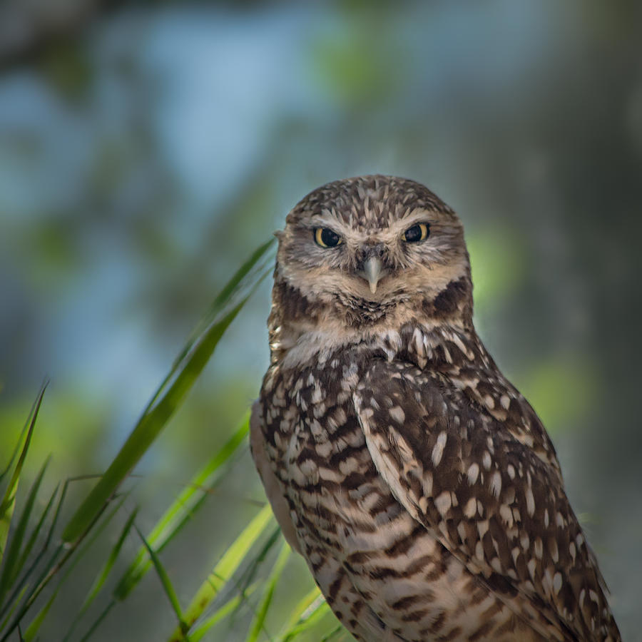 Burrowing Owl Photograph by Linda Villers