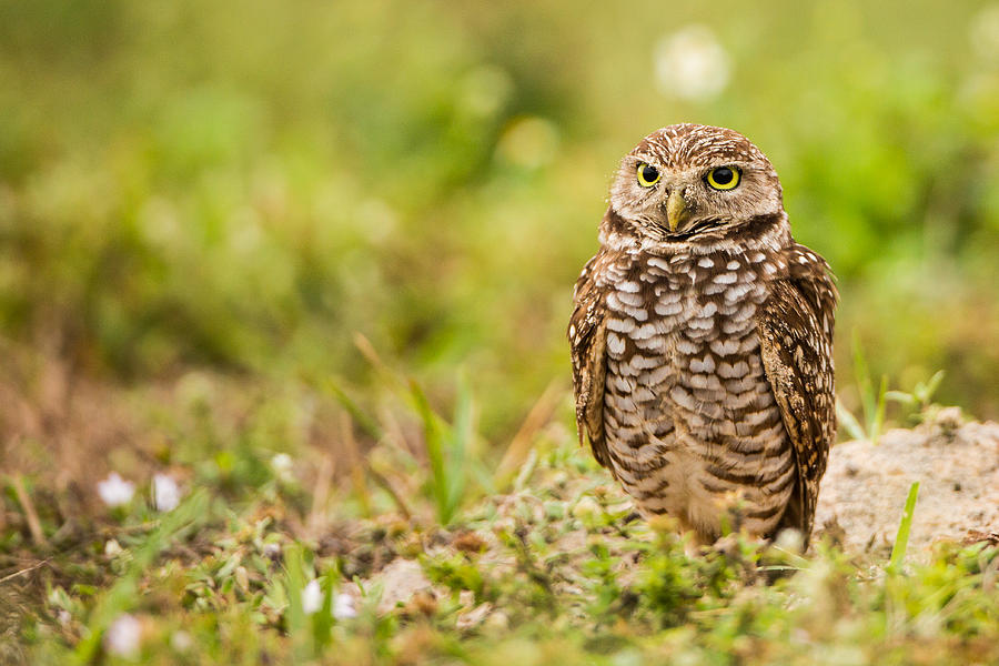 Feather Photograph - Burrowing Owl Looking After Its Home by Andres Leon