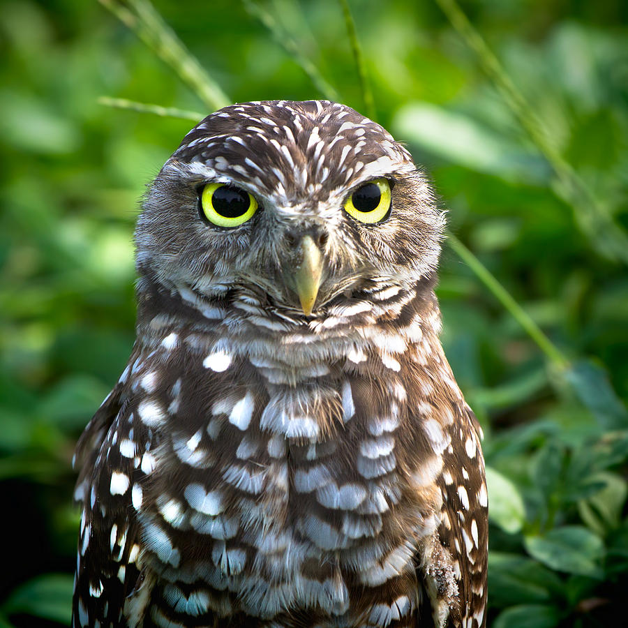 Burrowing Owl Photograph by Mark Andrew Thomas - Fine Art America