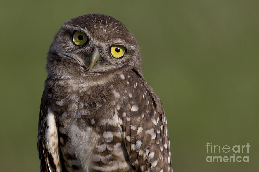 Burrowing Owl Photograph by Meg Rousher