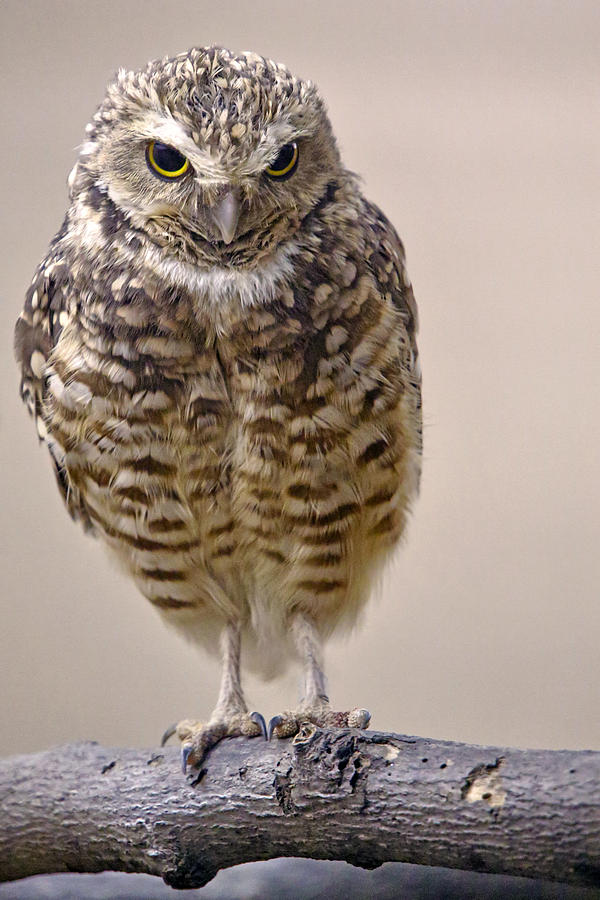 Burrowing Owl Photograph by Mitch Cat