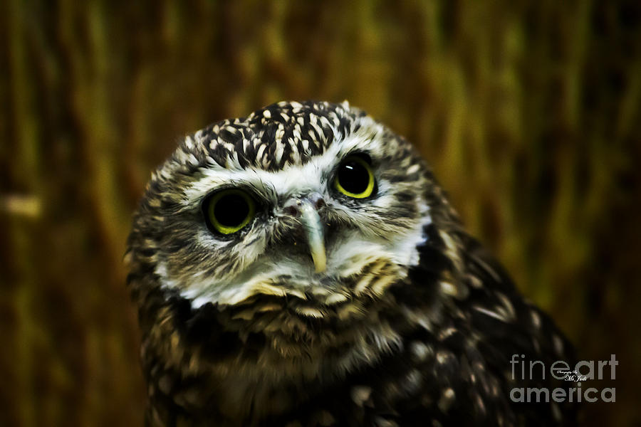Burrowing Owl Photograph by Ms Judi