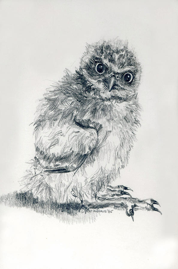 Burrowing Owl Nestlling Drawing by Pat Oldham