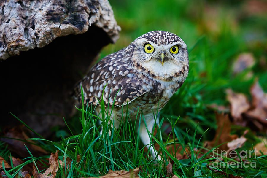 Burrowing Owl  Photograph by Nick  Biemans