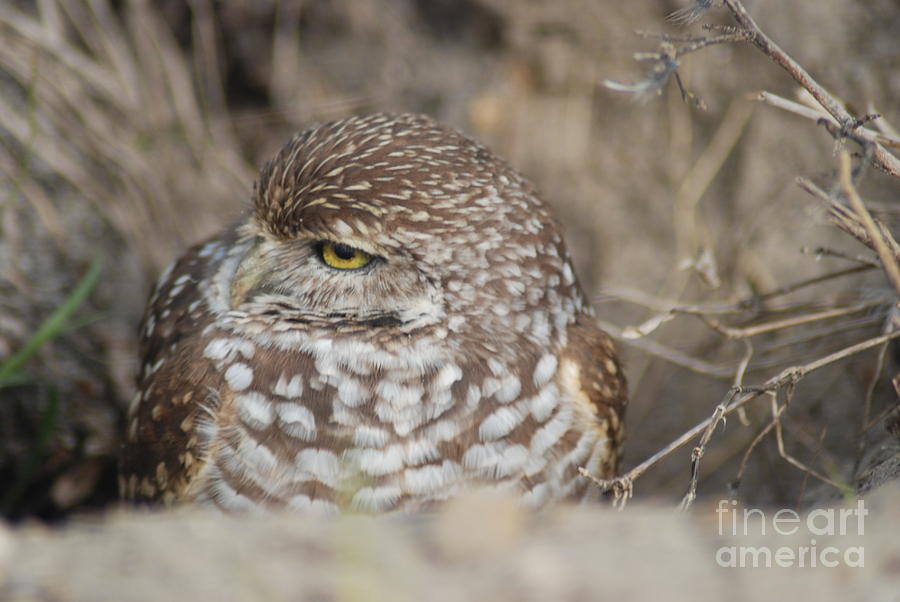 Owl Photograph - Burrowing Owl by Oksana Semenchenko