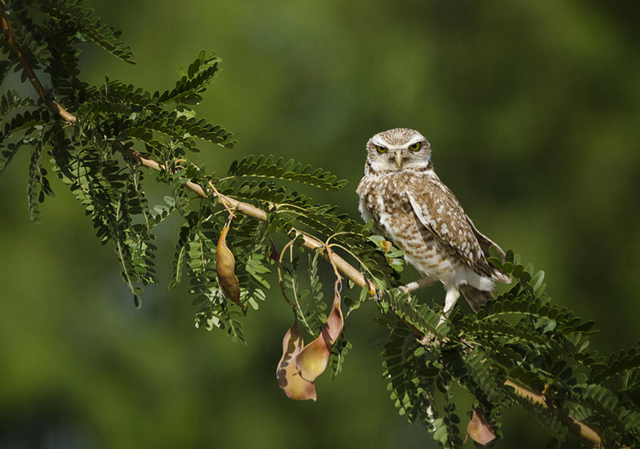 Burrowing Owl on a Branch  Photograph by Saija Lehtonen