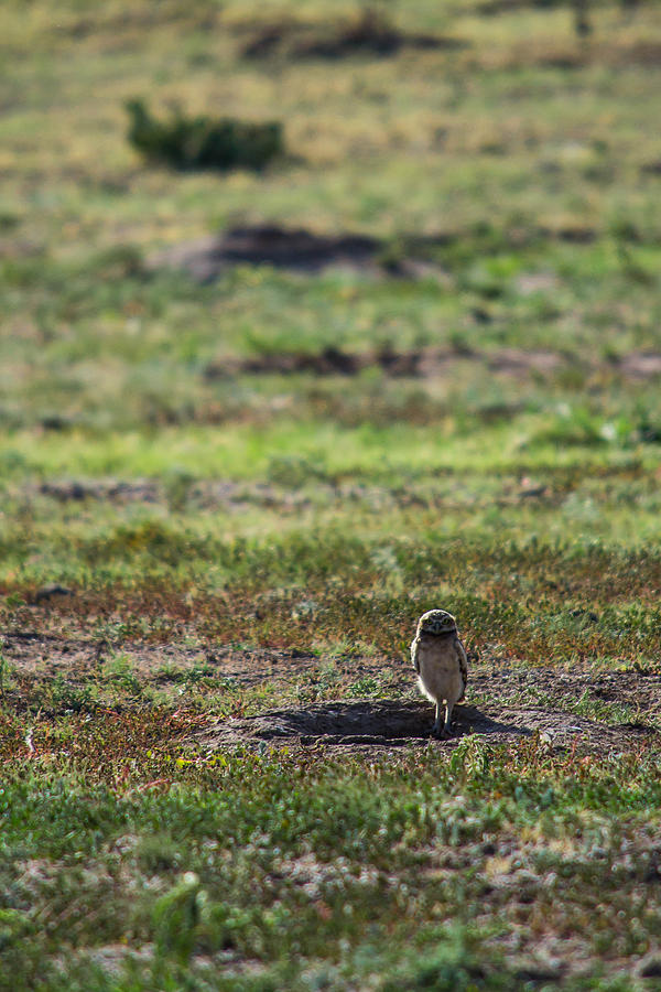 Burrowing Owl On Guard Photograph by Hillis Creative