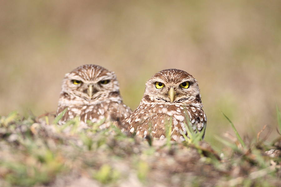 Burrowing Photograph - Burrowing Owl Pair by Brian Magnier Burrowing Photograph - Burrowing Owl Pair by Brian Magnier