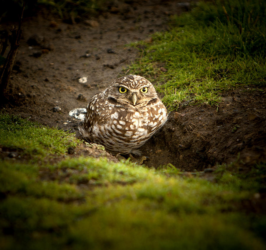Owl Photograph - Burrowing Owl by Her Arts Desire