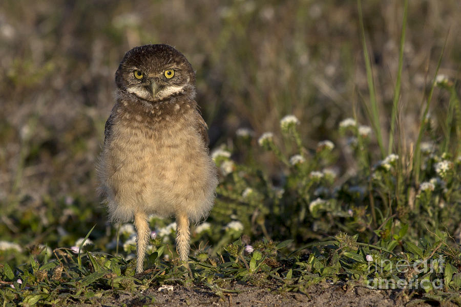 Burrowing Owl Photograph Photograph by Meg Rousher