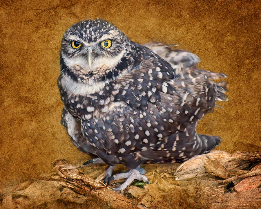 Bird Photograph - Burrowing Owl Portrait by Nikolyn McDonald