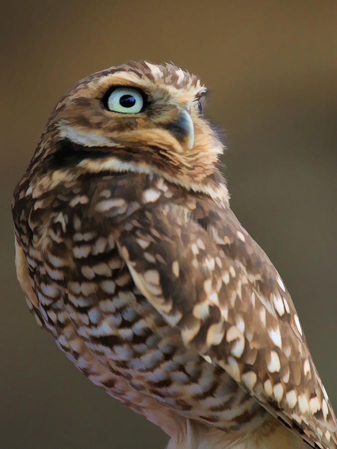 Burrowing Owl Portrait Photograph by Steve McKinzie