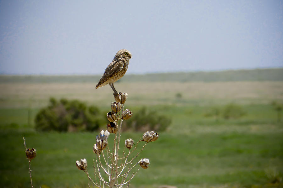 Burrowing Owl Profile... Photograph