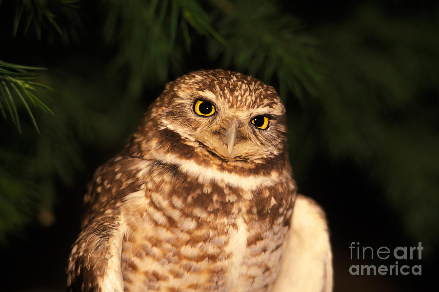 Burrowing Owl Photograph by Ron Sanford