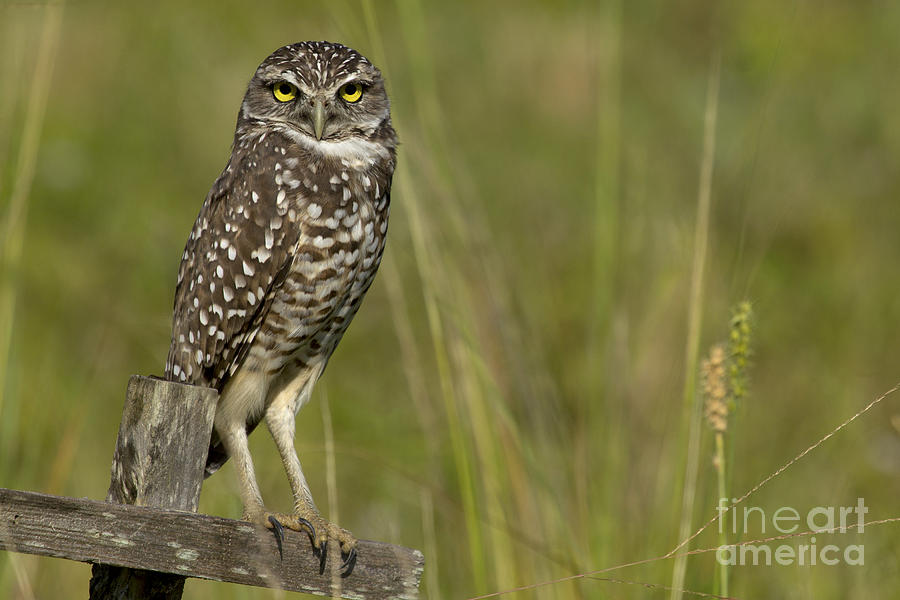 Burrowing Owl Stare Photograph by Meg Rousher