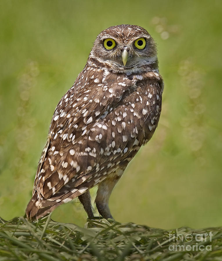 Burrowing Owl Photograph by Susan Candelario