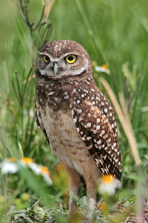 Burrowing Owl Photograph by Theo O Connor