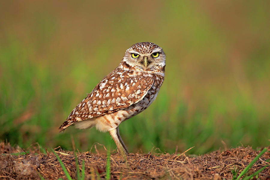 Cape Coral Photograph - Burrowing Owl by Tier Und Naturfotografie J Und C Sohns
