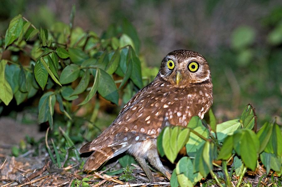 Burrowing Owl Photograph by Tony Camacho/science Photo Library