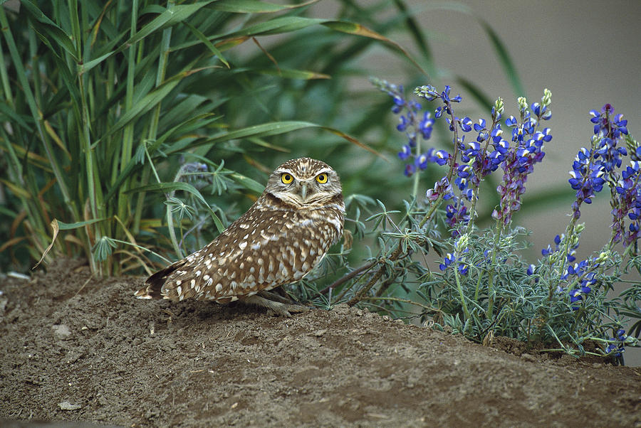 Burrowing Owl With Lupine Photograph by Tom Vezo