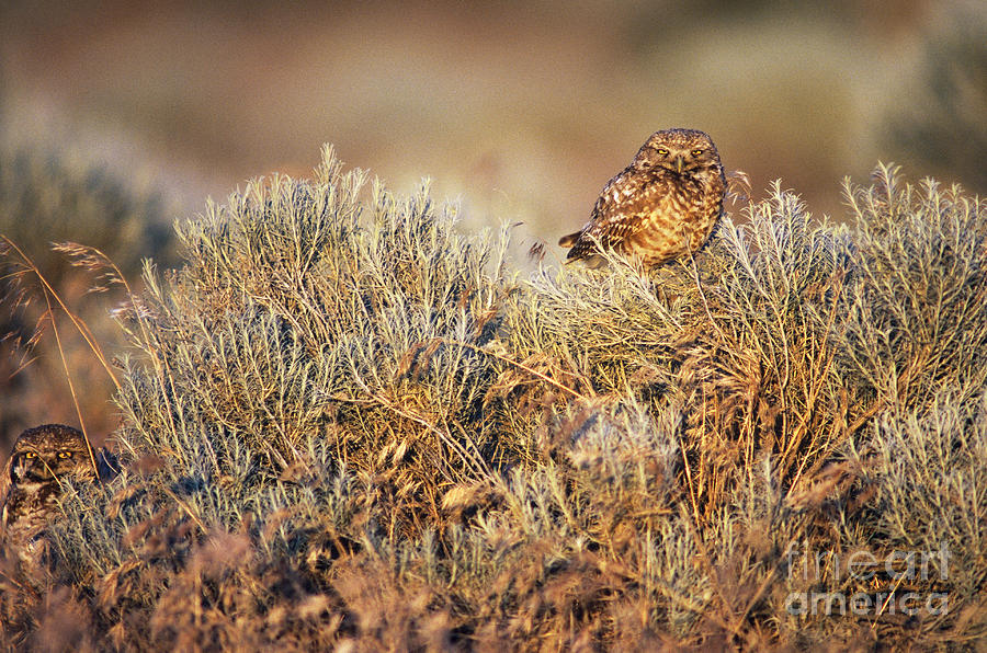 Burrowing Owls Photograph by Art Wolfe