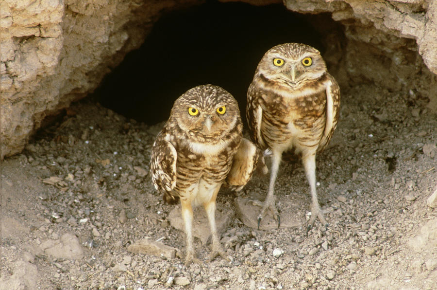 Burrowing Owls At Burrow Photograph by Craig K. Lorenz