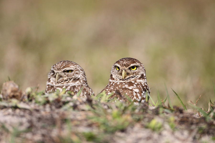 Burrowing Photograph - Burrowing Owls by Brian Magnier Burrowing Photograph - Burrowing Owls by Brian Magnier