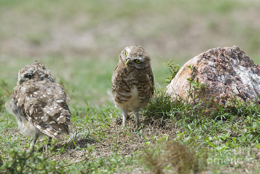 Burrowing Owls In Uruguay Photograph by William H. Mullins