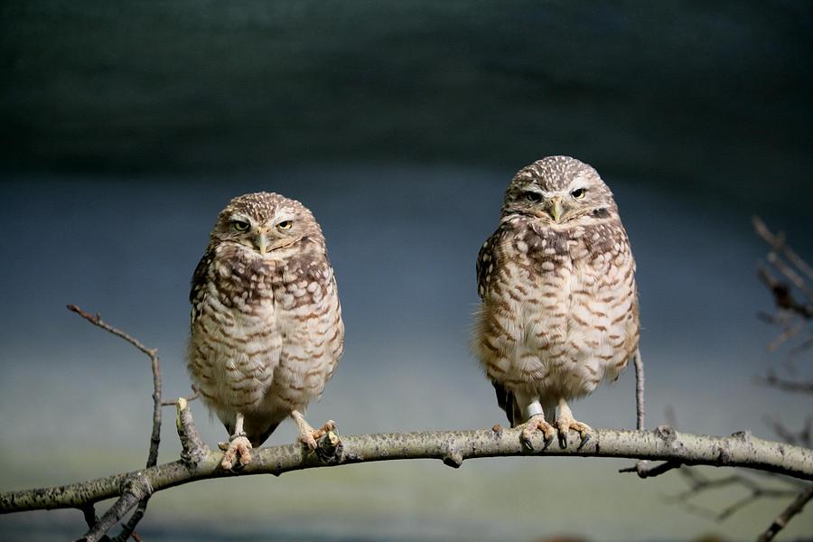 Bird Photograph - Burrowing Owls by Larry Trupp