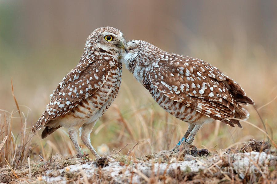 Burrowing Owls Photograph by Scott Linstead