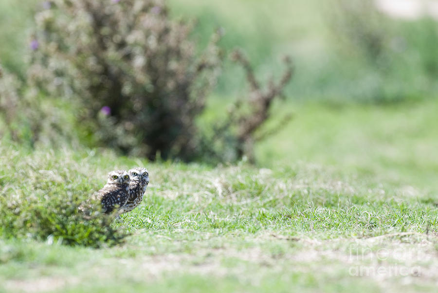 Burrowing Owls Photograph by William H. Mullins