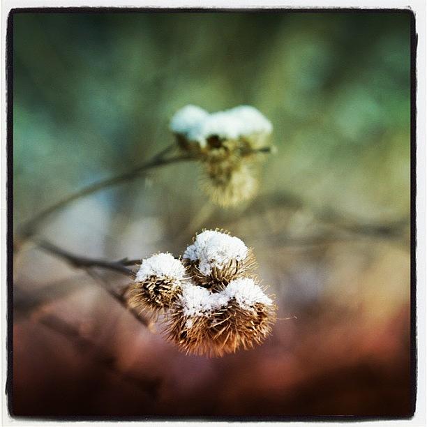 Winter Photograph - Burrs #snow #burr #bramble #brush by Sharon Wilkinson