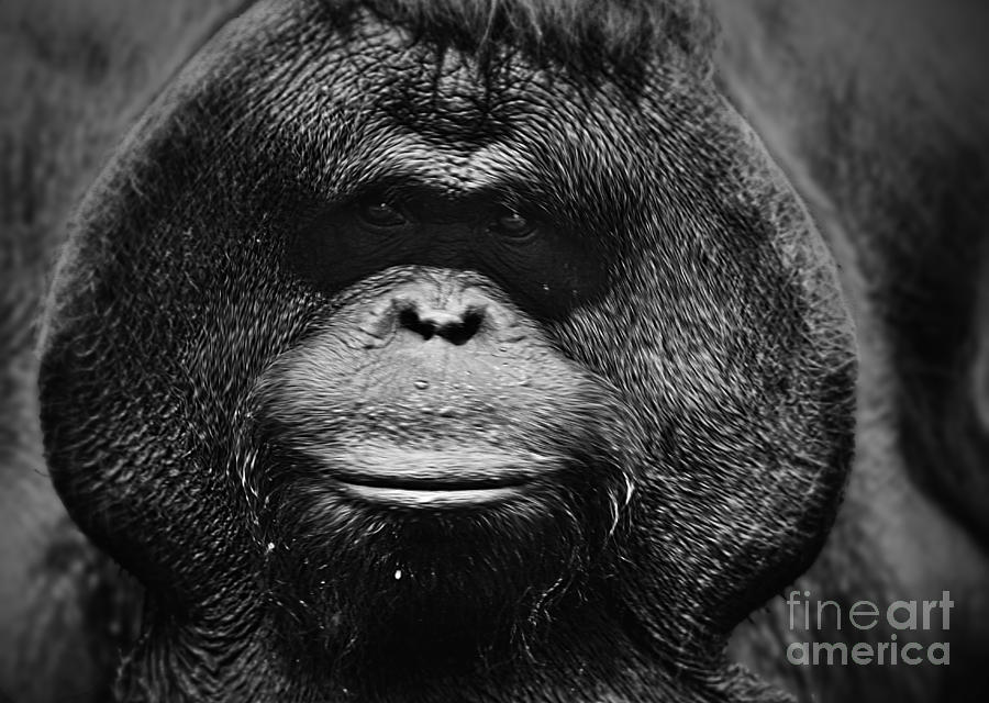 Animal Photograph - Burrued Face by Ben Yassa